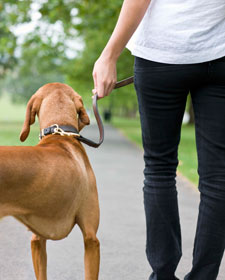 Pasear-a-tu-perro-hace-bien