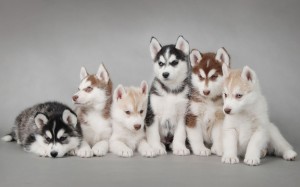 Perros Cachorros de Husky