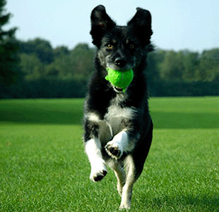 adiestramiento-canino-basico-corriendo