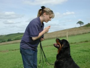 entrenamiento_perros-001