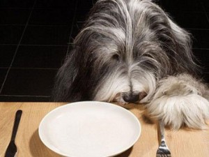 alimentos perros