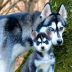 comida-husky-blog-300x217