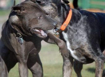 Peleas de Perros