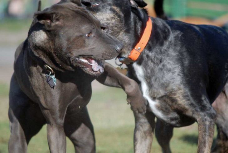 Peleas de Perros