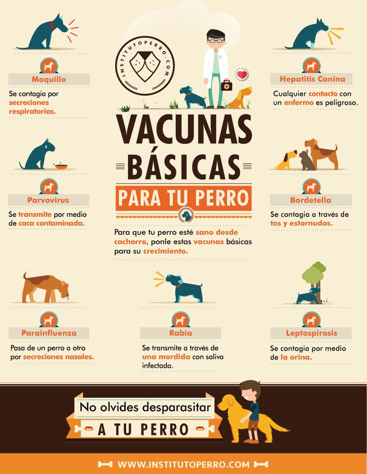 Vacunas básicas para un perro...